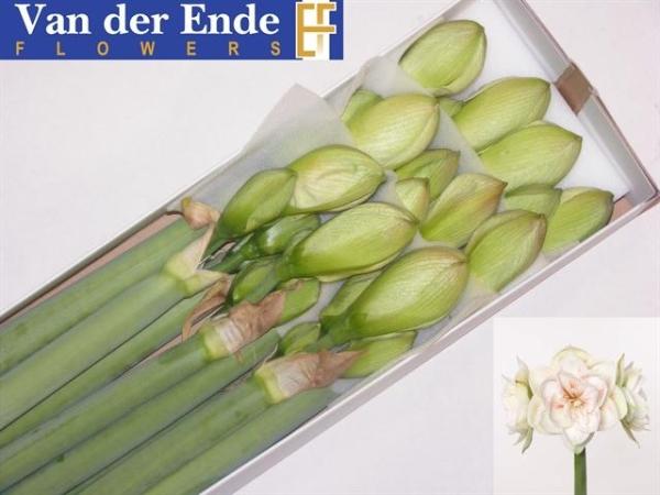 Vollsortiment - Amaryllis (dg) WEIß GEFÜLLT